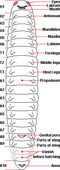 worm-ancestor of insects, drawn from an original by H.A Dade