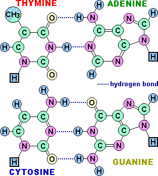 Template of base pairings that occur in DNA