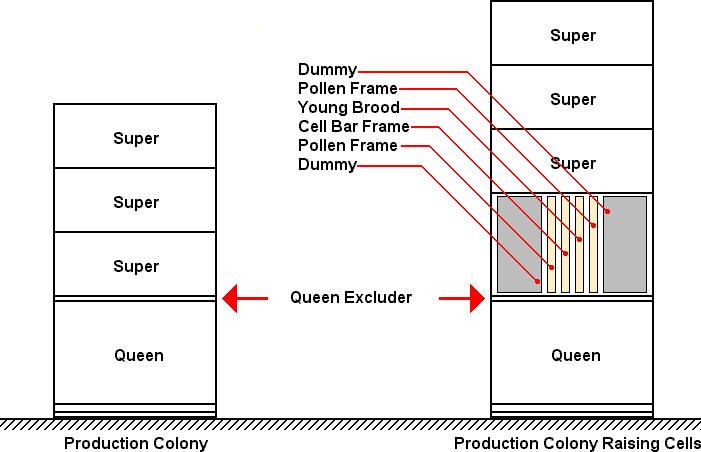 Before and after layout of hive when using Ben Harden Method of raising queen cells