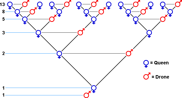 Ancestry Tree showing numbers per generation