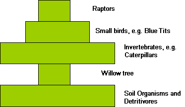 Pyramid of Numbers involving a Willow Tree