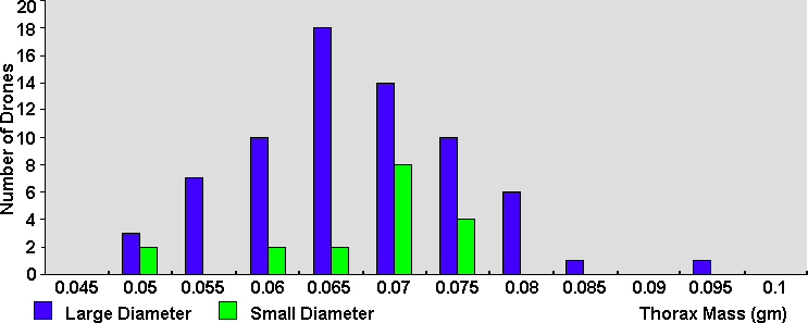 Size distribution of honey bee drones copulating with queen models of differing inside diameter