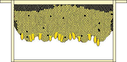 Miller frame from old comb with queencells