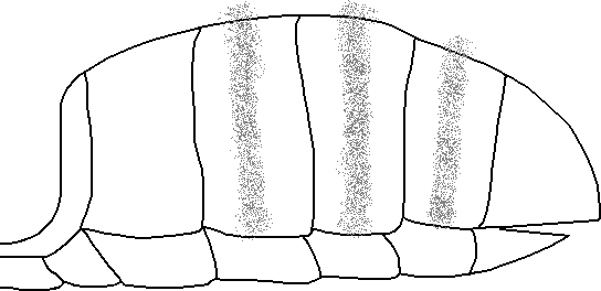 Narrow Tomenta