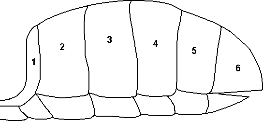 Tergite Numbering