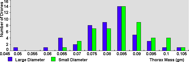 Size distribution of honey bee drones copulating with queen models of differing outside diameter [at same scale as inside dia bar chart]