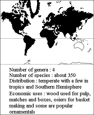 Distribution of Salicaceae species showing widespread varieties except in Australasia