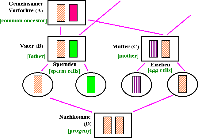 Fig 1. Redrawn with German and English annotation