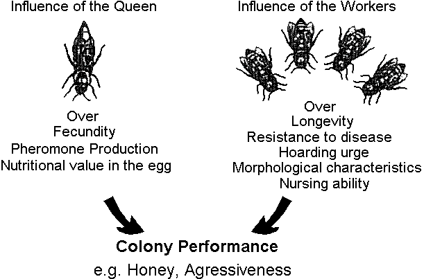 Fig 2. Redrawn