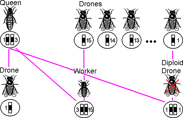 Fig 3. Redrawn