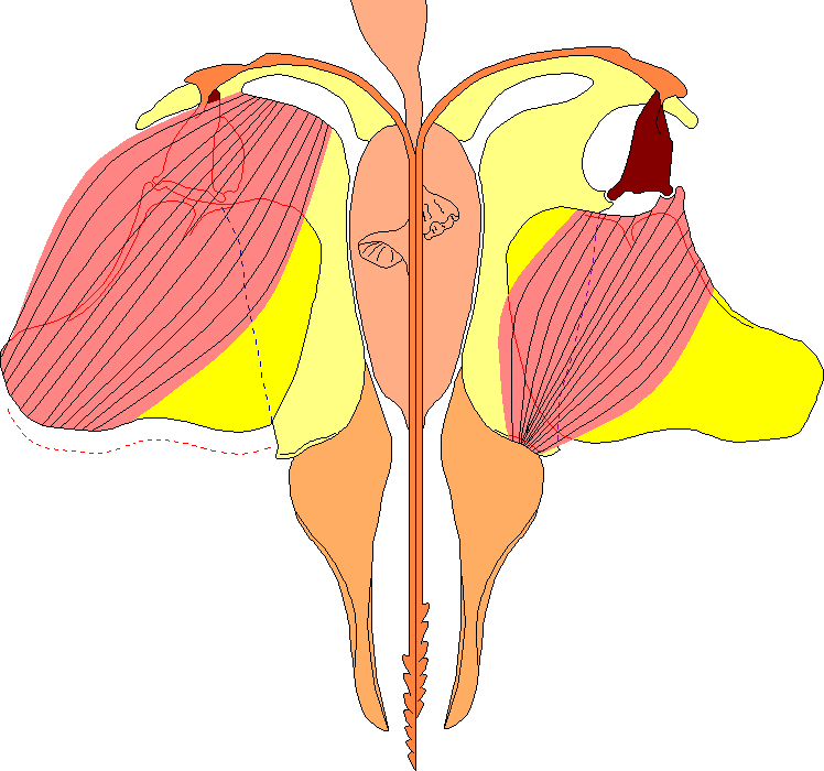 The honey bee sting, presented flattened out