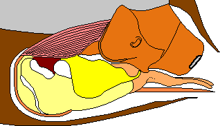 Lateral view of the honey bee sting