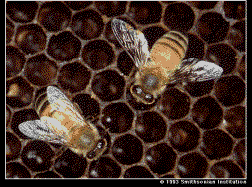 Honeybees, Photo... Entomology Dept., Colorado State University