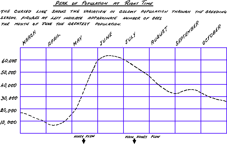 Annual cycle of honey bee numbers in normal graphic form