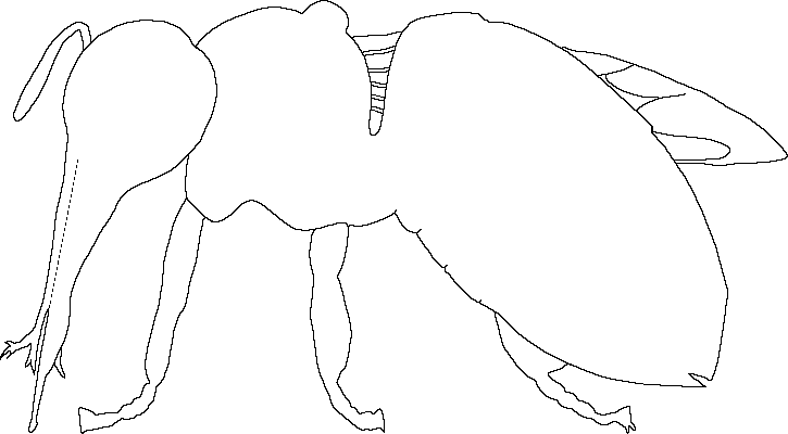 outline of honey bee