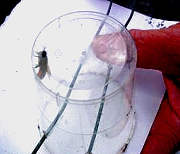 Bee with pollen in trap, photo... Sylvia Briercliffe