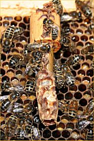 press wooden plug into comb face for cell to emerge