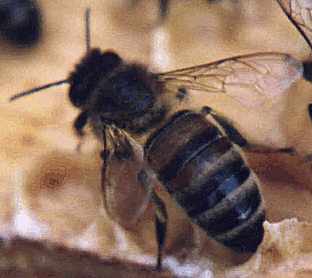 Apis mellifera mellifera type bee that has worn away some of it's tomentum hair