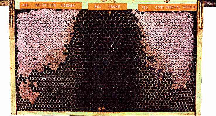 fig.1. test comb showing comb based on 'British worker' (850), 'Drone' (550) and 'Continental worker' (700) foundation built out by the bees of a single colony. photo: b.a. cooper