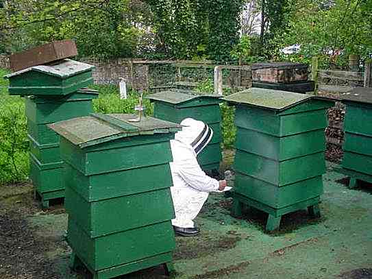 The hives, Equipment and Method of sampling, photo... Sylvia Briercliffe