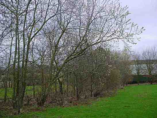 Salix caprea in full bloom January 28th 2005, photo... Sylvia Briercliffe