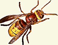 Hornet, Vespa Crabro