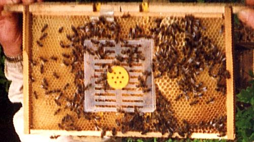 comb box in frame