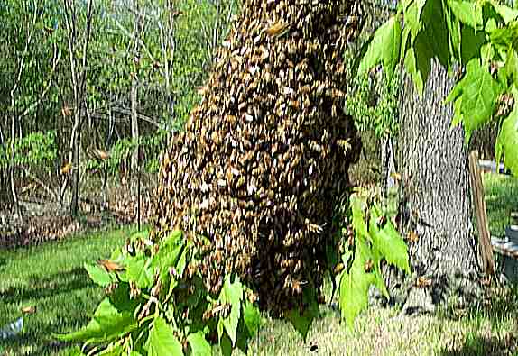 The cluster is fully formed after forty minutes