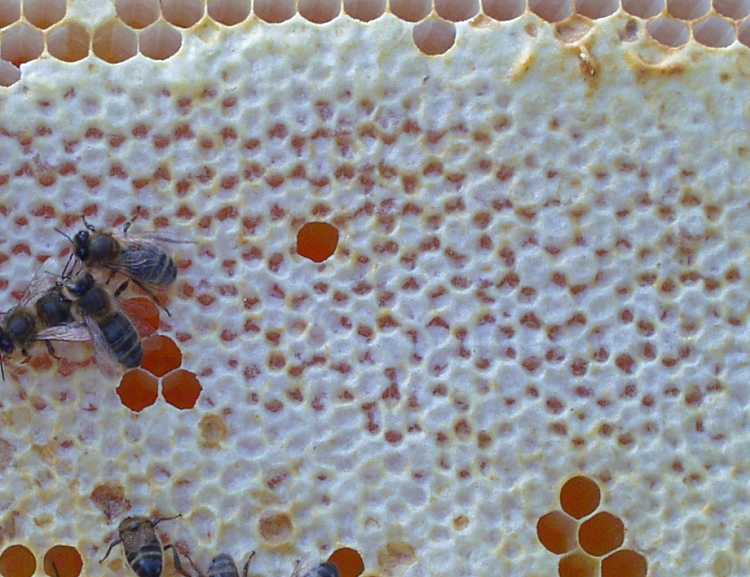  Photo taken 2nd September 2004 by Sir Frederick Hazelton-Kullas, showing Rosette Cappings