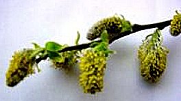 Salix caprea Male catkins, photo... Sylvia Briercliffe