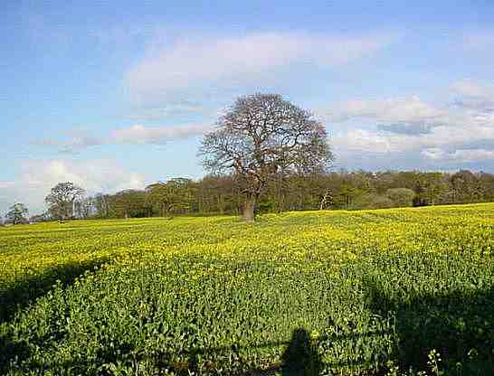 field of Oil Seed Rape, photo... Sylvia Briercliffe