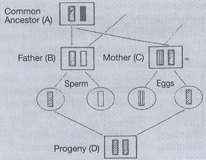 Fig 1 from original magazine article