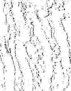 Bark rubbing of the spanish chestnut tree