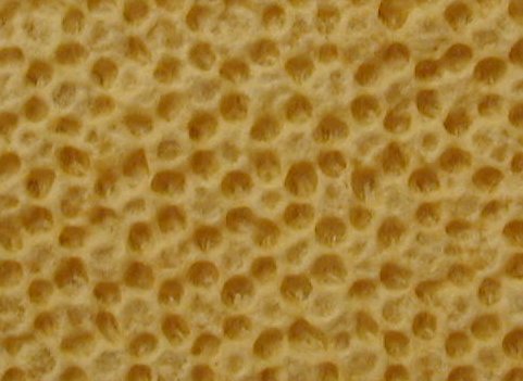 Honey Bee Comb with Strange Capping, Photo... Zachary Huang