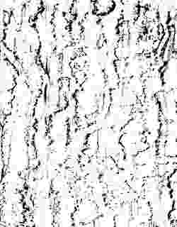 Bark rubbing of the sycamore tree