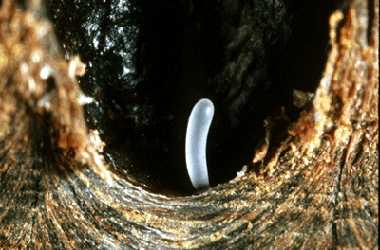 Cell Cross Section in honey bee comb