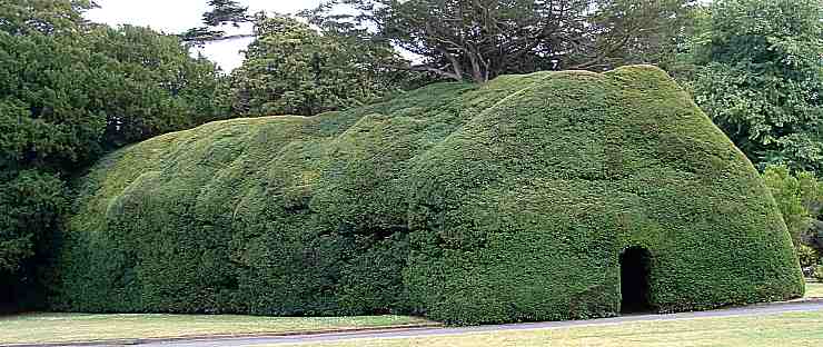 Yew walk, Photo.... John Burgess